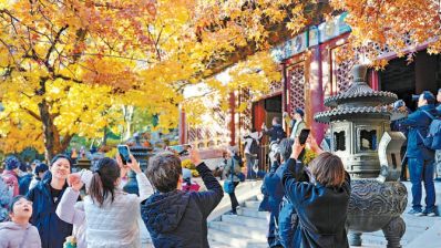 北京潭柘寺千年银杏披金