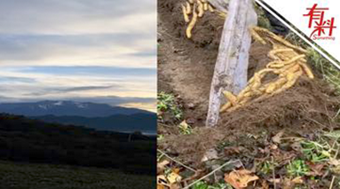 “躺平”也能大丰收！农户改变种植方式 让山药增产更轻松