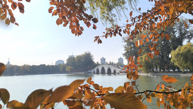 彩叶变色率超85% 玉渊潭推出四大赏秋打卡点位