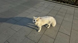 通州大运河森林公园遇到仙气飘飘的白狐