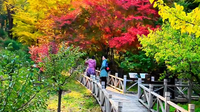 我在香山梅谷 剪一纸秋色赠与你