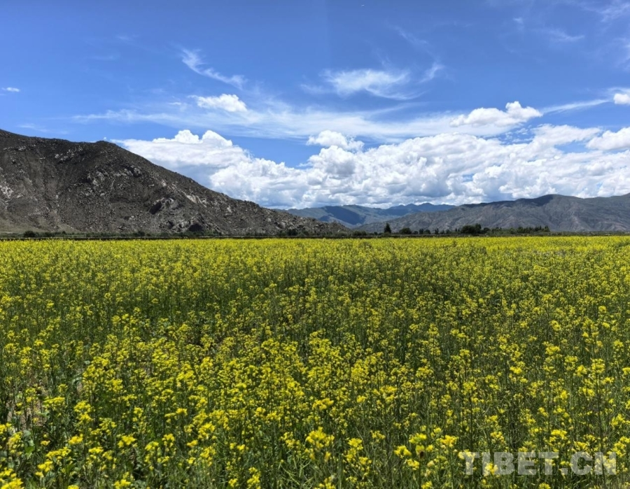 雪域种油菜种出乡村振兴好光景