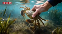 给一只大闸蟹查户口，我们追了1000000米｜后峰青年