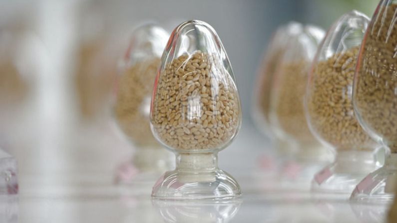 用更多好種子守護(hù)美好生活——種業(yè)振興行動(dòng)五年間