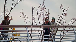 北京坝河边樱花冬季绽放，专家揭秘成因