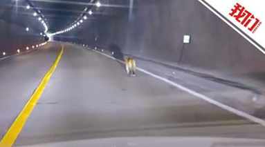 吉林珲春市民隧道偶遇野生豹“溜达” 警方：路边有安全提醒
