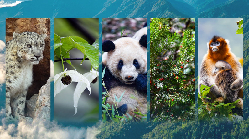 海报丨那些被大熊猫“伞护”的伙伴们