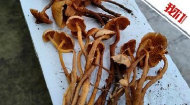 野生菌类科普博主揭条盖盔孢伞剧毒：含有鹅膏毒肽 呼吁勿采食