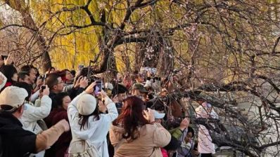 颐和园零星山桃“反季”开花，是何原因？