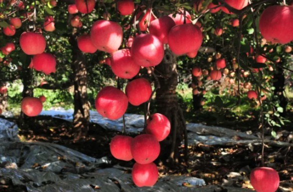 截图20251127172302