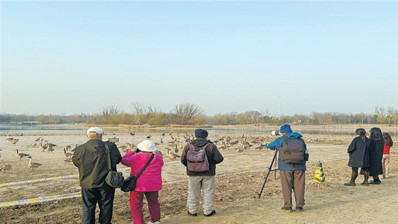 北京南海子公园游客投喂鸿雁，志愿者奔走劝阻
