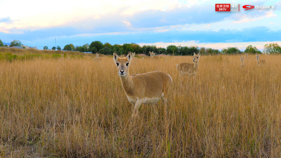 D:/A 威联/熊猫奇遇记2/稿件/12.5/EP02播前预热稿件配图-北京卫视/普氏原羚.jpg普氏原羚