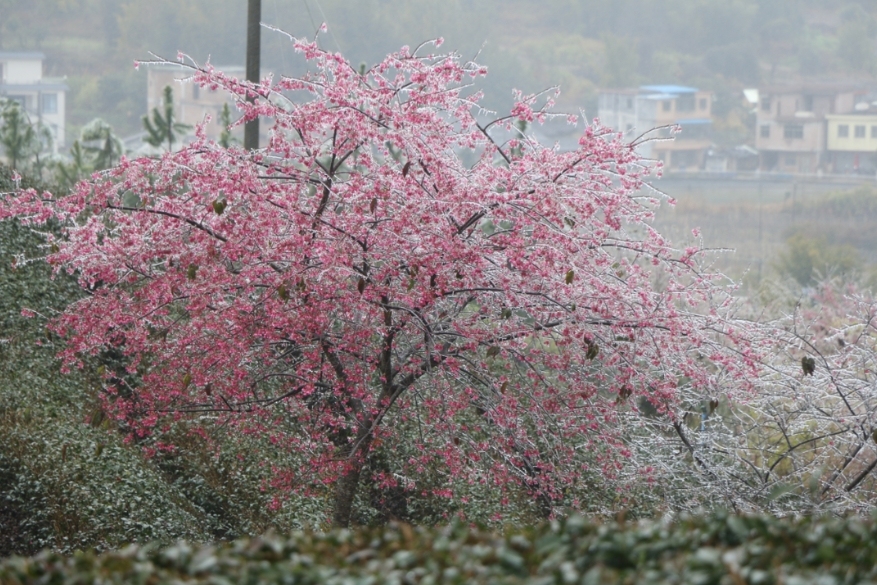 广东韶关新丰,强劲冷空气到来时,便会出现终年难得一见的冰雪、雾凇景观。图源:韶关旅游 广东韶关新丰,强劲冷空气到来时,便会出现终年难得一见的冰雪、雾凇景观。图源:韶关旅游