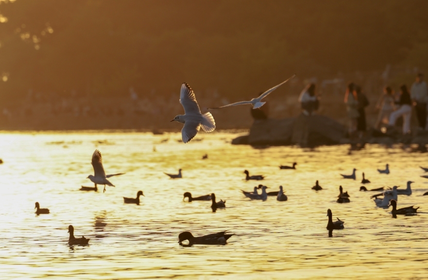 深圳,日落时分,大批黑脸琵鹭、斑嘴鸭、反嘴鹬等越冬候鸟陆续抵达深圳湾畔。 深圳,日落时分,大批黑脸琵鹭、斑嘴鸭、反嘴鹬等越冬候鸟陆续抵达深圳湾畔。