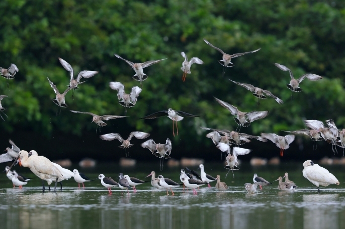 广东湿地是候鸟栖息天堂。 图源:广东省林业局 广东湿地是候鸟栖息天堂。 图源:广东省林业局
