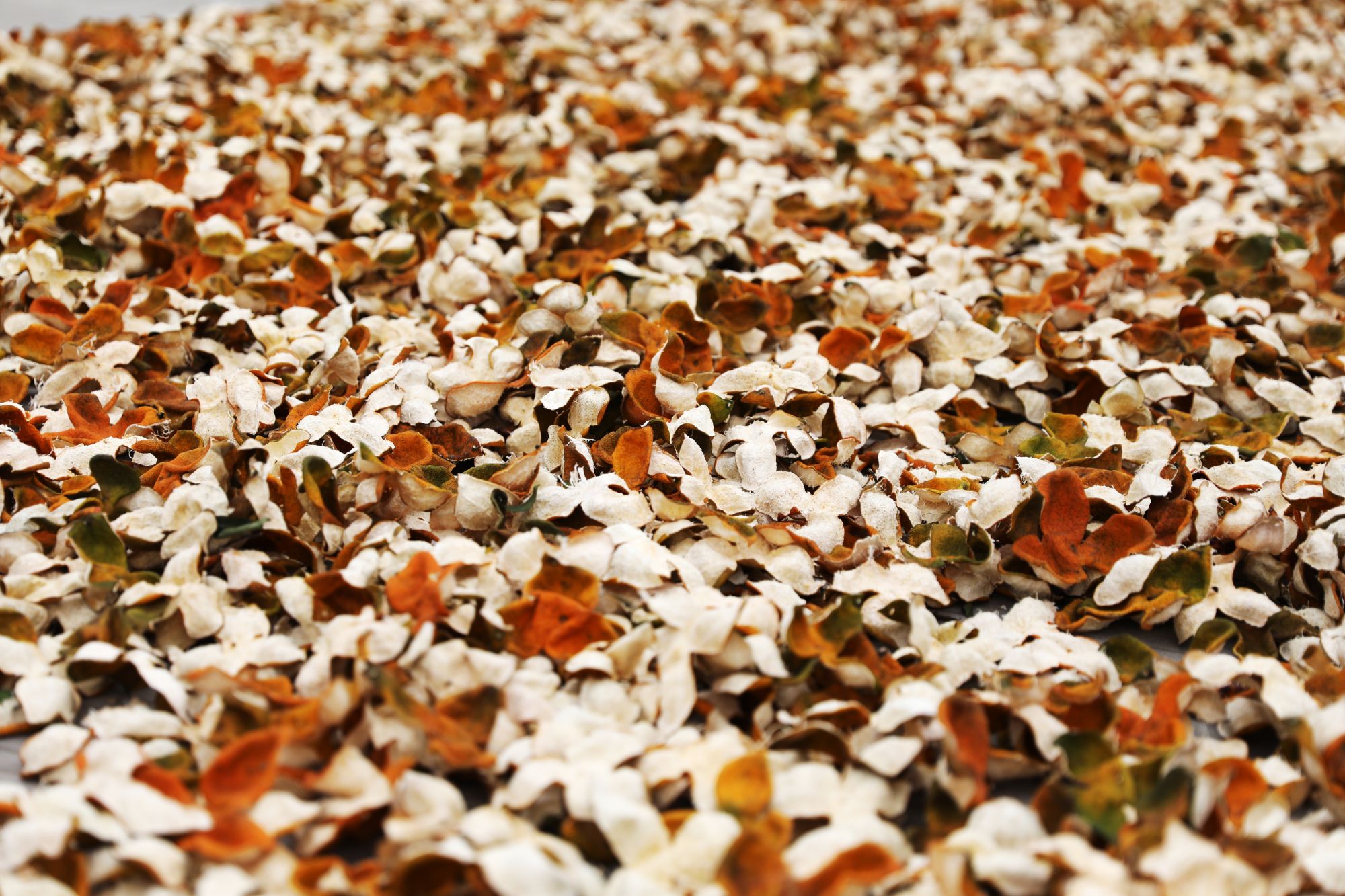 广东江门新会生晒中的陈皮,久制陈皮素有“一两陈皮一两金”的美誉,是当地的致富果。南方+记者 张由琼 摄 广东江门新会生晒中的陈皮,久制陈皮素有“一两陈皮一两金”的美誉,是当地的致富果。南方+记者 张由琼 摄