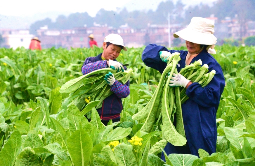 广东清远连州菜心迎来丰收季。南方+记者 黄津 摄 广东清远连州菜心迎来丰收季。南方+记者 黄津 摄