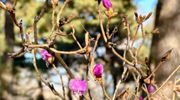 国家植物园南园迎红杜鹃“瑟瑟发抖”