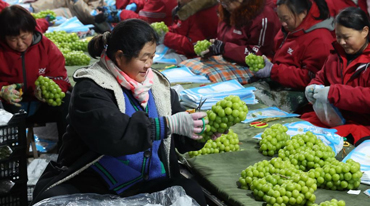 河北晋州：水果出口企业生产忙