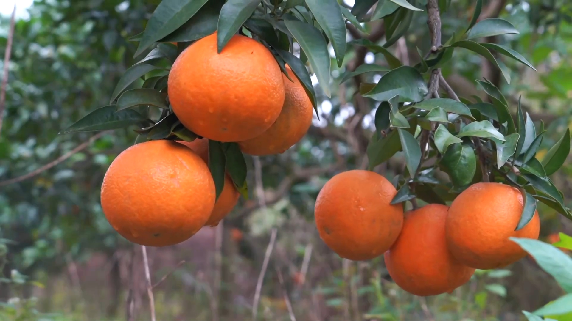 听乡村交响曲——冬日暖阳里的乡村振兴故事