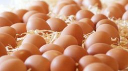 实测：不同价格鸡蛋 基础营养差别不大