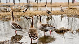 上百只大雁逗留北京奥森公园
