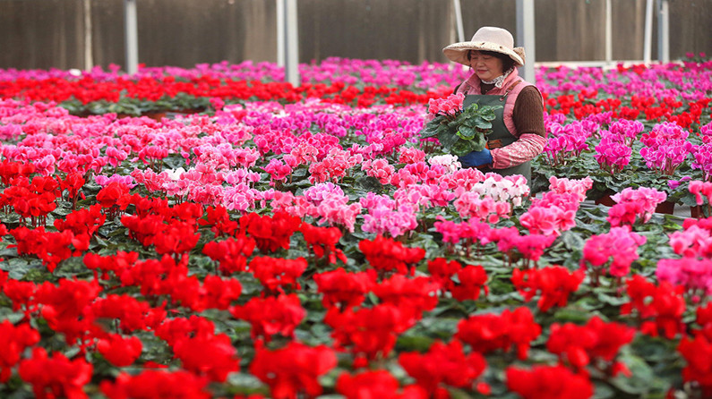“花卉经济”助力乡村振兴