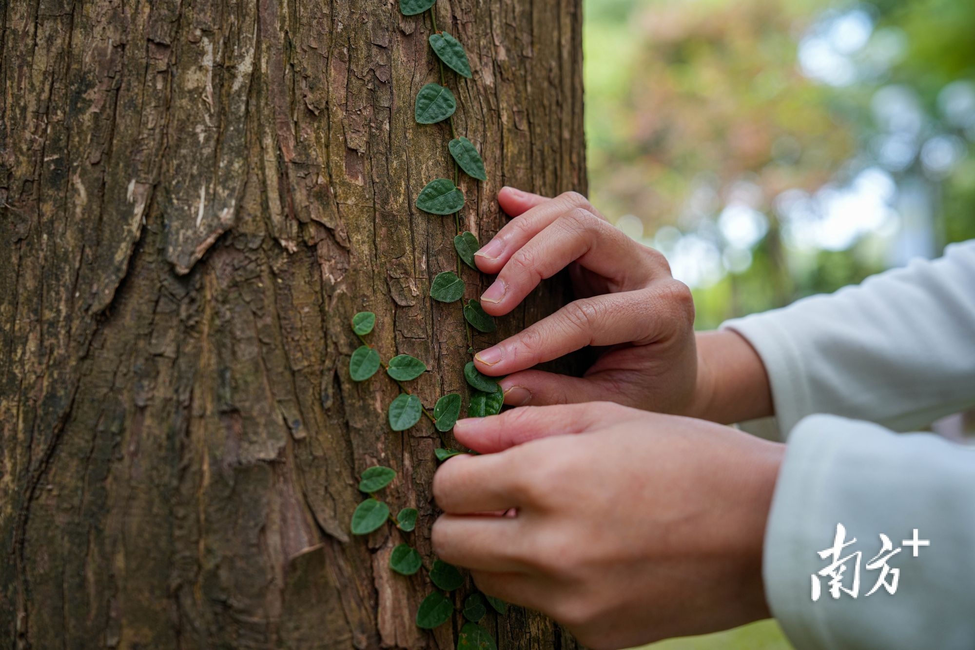 12月4日,许兴群在跑步途中触摸树干上的树叶。 12月4日,许兴群在跑步途中触摸树干上的树叶。