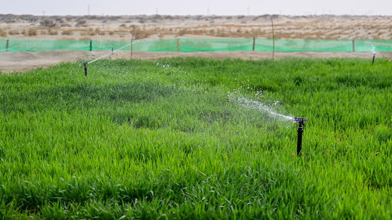 新疆糧食單產蟬聯全國第一