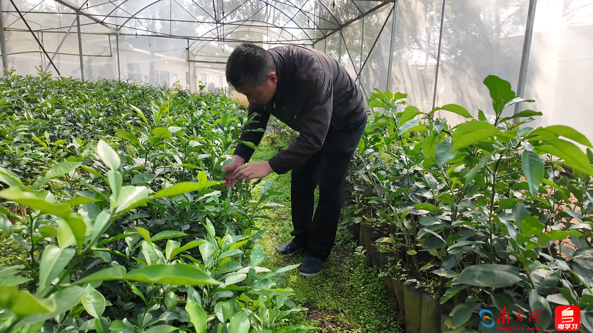 钟永辉所长查看柚子树苗生长情况