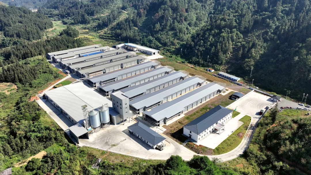 dD0xNzY2Mzk2MDQ4X3I9OTJkZjVjZGFfdz0xMDgwX3E9MTAwX2U9SlBH.webp 810368-2024年10月24日,在贵州省黔东南苗族侗族自治州榕江县忠诚镇王岭村凤凰山拍摄的智能化蛋鸡养殖场(无人机照片)。.JPG