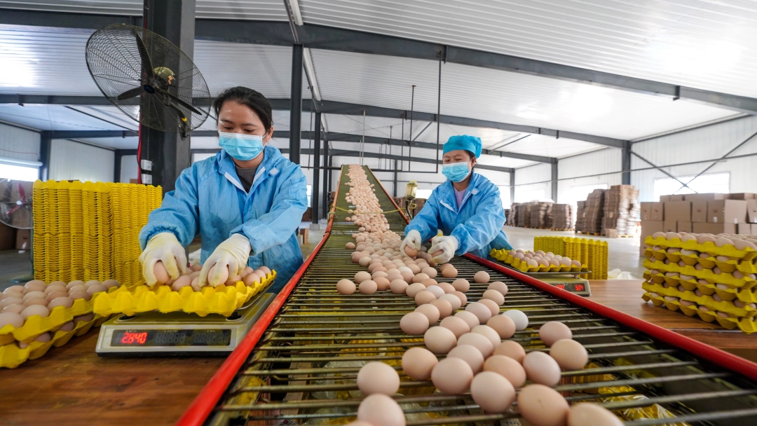dD0xNzY2Mzk2MTMxX3I9ZGM5MWQ0ODhfdz0xMDgwX3E9MTAwX2U9SlBH.webp 810925-2024年10月24日,在贵州省黔东南苗族侗族自治州榕江县忠诚镇王岭村凤凰山智能化蛋鸡养殖场,工人在分拣鸡蛋。.JPG