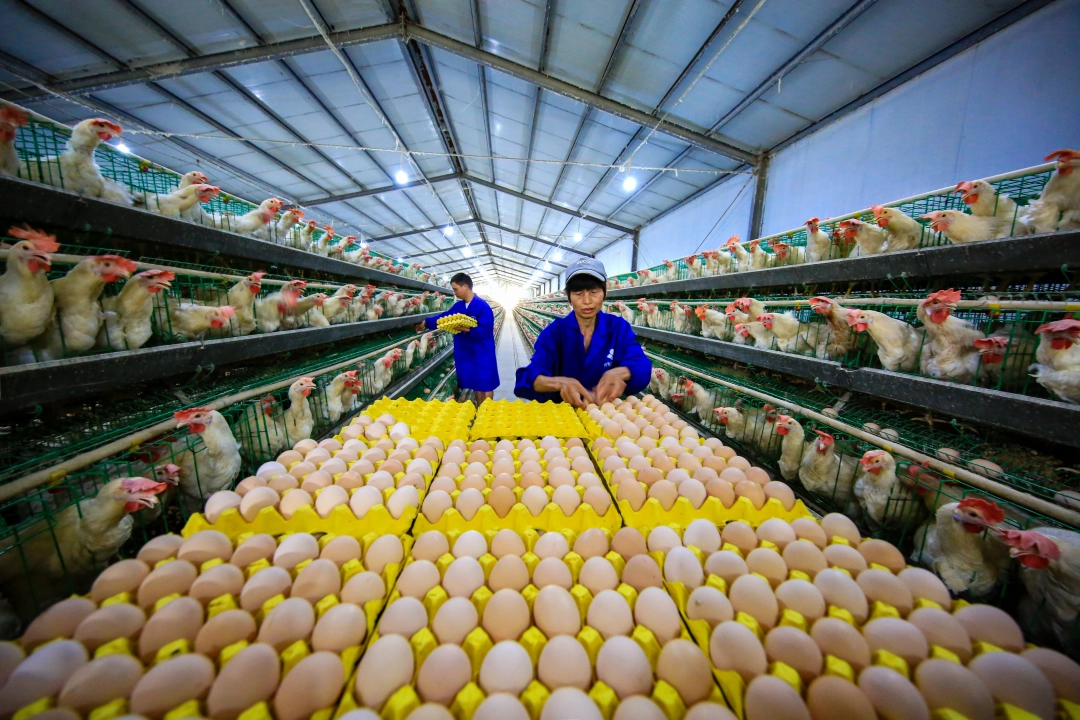 dD0xNzY2Mzk2MTc5X3I9MjE1MzhjN2Ffdz0xMDgwX3E9MTAwX2U9SlBH.webp 747306-梵净山蛋鸡场.JPG