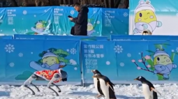企鹅和机器狗雪地共舞，紫竹院公园冰雪季“整活”了