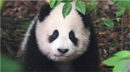 挤作一团超治愈！“滚滚”幼崽玩耍Vlog上新