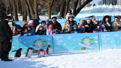 来紫竹院公园，企鹅陪您过新年！