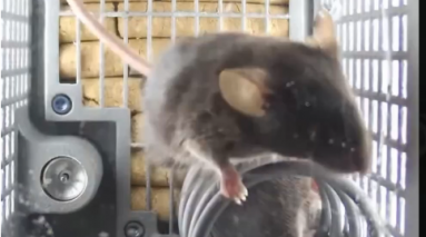 零重力起居 没有睡袋的小鼠“航天员”这样睡觉