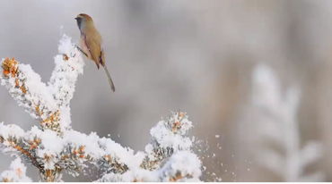 雪枝间的花彩雀莺灵动又可爱