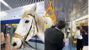 一匹白马被牵进地铁站？