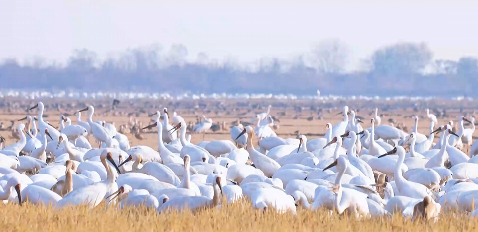 &ldquo;两山&rdquo;理念与美丽中国丨湿地与候鸟，一场岁岁年年的相守