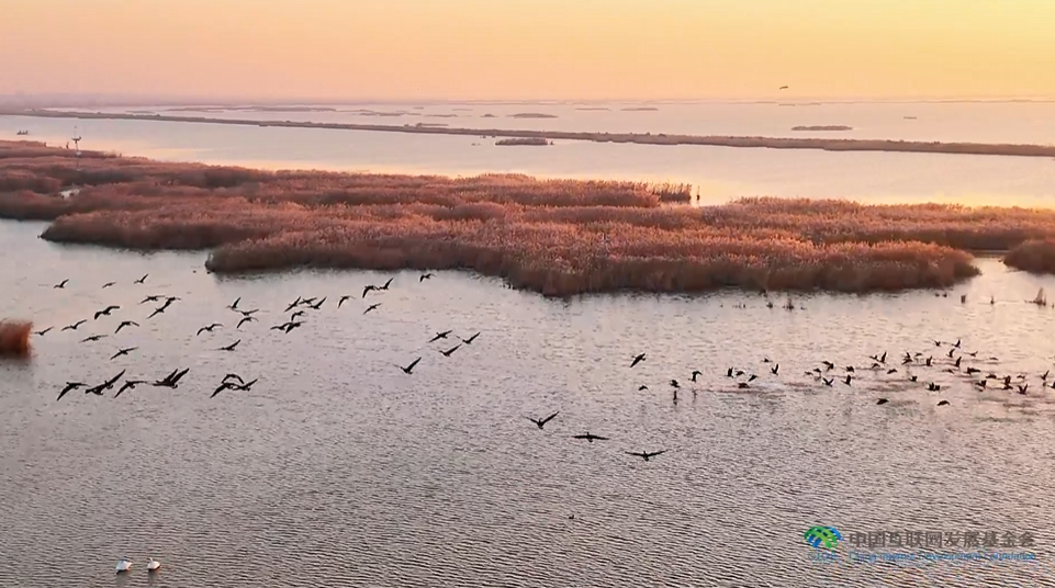 &ldquo;两山&rdquo;理念与美丽中国丨湿地与候鸟，一场岁岁年年的相守