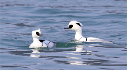 空中旅人至，古园春意生！