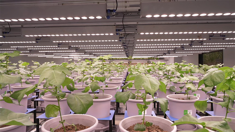 新春走基层｜这里的作物，正在做&ldquo;CT&rdquo;