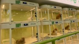 猫咪App爆火背后的宠物经济