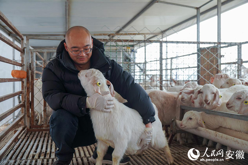 &ldquo;羊博士&rdquo;陈家宏和他培育的小羊们。人民网记者 陈若天摄