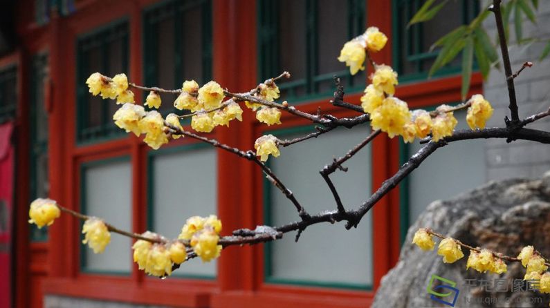 大美北京｜蜡梅抢先报春 点点鹅黄你看到了吗？