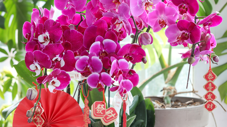 年宵花热销，鲜花消费何以“一路芬芳”