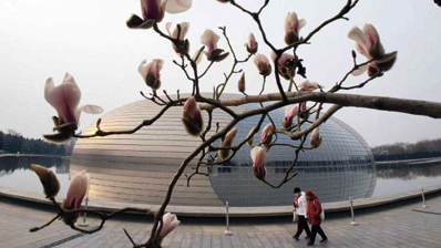 长安街玉兰悄然绽放