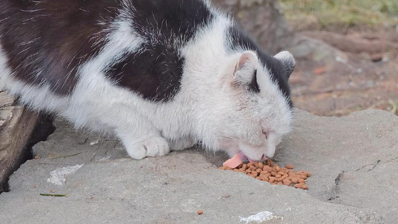 北海公园里的“御猫”能带回家养吗？