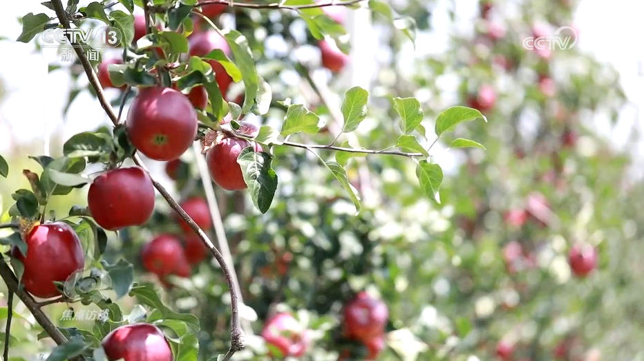 PT��Ѷ(�й���)����